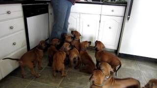 Rhodesian Ridgeback Puppies Having Lunch [upl. by Mercer298]