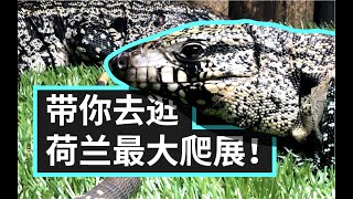 【国庆假期】带你去荷兰逛爬展！Houten Reptile Show 2020 [upl. by Klotz237]