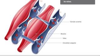 Guide Pathologie  Insuffisance veineuse [upl. by Blithe115]