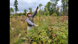 Clearcutting as a Silvicultural Option in Family Forests of Northeastern U S A Chapter 9 [upl. by Chaing]