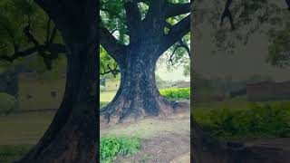 400 sal purana amazing tree🌲 viralvideo trendingshorts youtubeshorts nature viralvideo [upl. by Morra511]