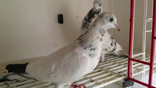 English tippler pigeons Plester strain [upl. by Portuna]