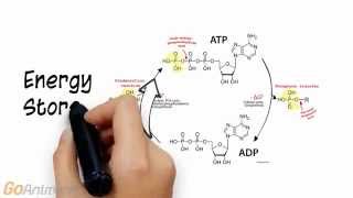 ATP Phosphocreatine System Overview V20 [upl. by Denie299]