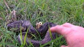 Hognose Snake Hisses and then plays dead [upl. by Gnut]