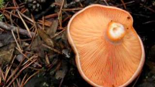 Lactarius deliciosus níscalo guiscano rebollon rovello pintell foromicologicoes [upl. by Ayak]