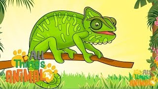 CHAMELEON   Animals For Kids  All Things Animal TV [upl. by Jewell]