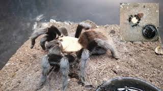 Brachypelma Albiceps  Feeding [upl. by Ahc]