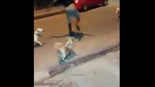 Harmane  Patlamaya Devam Meme  Dogs vs Man fight [upl. by Acenes]