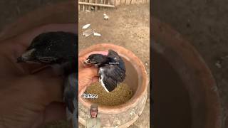 Before and after chick pigeon birds blackhen chicken colorfullchicks hen chicks pets [upl. by Nrojb]