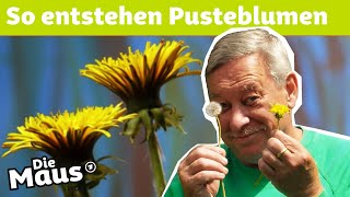 Vom Löwenzahn zur Pusteblume  DieMaus  WDR [upl. by Attenyw]