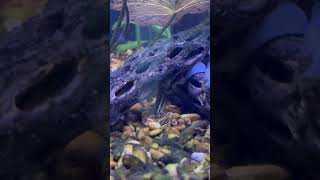 Dwarf Chain Loaches Hunting and Eating Snail [upl. by Mochun]