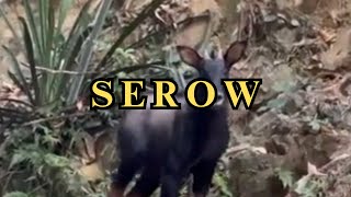 Incredible footage of the elusive wild Serow  a wild tropical goatantelope [upl. by Airogerg]