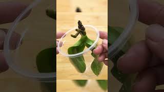 Magical tips to revive orchids with fast root rot few people know Roots grow right after a month [upl. by Sirob]