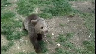 GRIZZLY BEAR CUB attacks WOLF PUP [upl. by Neelyt]