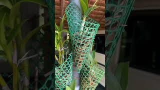 Orchid planting ideas orchid tree💡🤩 [upl. by Yila]