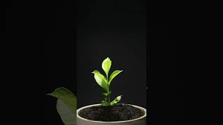 Growing Baobab TreeAdansonia digitata From Seed  76 days Time Lapse [upl. by Enaitsirhc]