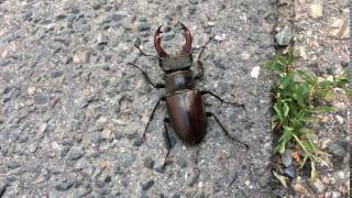 Roháč Obecný 4K  Lucanus cervus [upl. by Peih301]