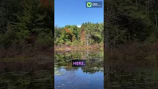 Happy Fall The Leaves are Changing Beautiful Pond View amp Beaver Lodge fall nature ponds beauty [upl. by Dygert237]