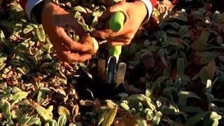 How to Plant Bulbs With Ground Cover  Fall amp Winter Flowers [upl. by Estel434]