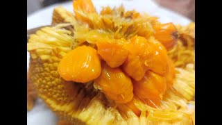 Amazing Wild Jackfruit [upl. by Peti629]