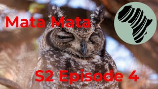 Exploring The Joy Of Mata Mata In Season 2 Episode 4 A Hot And Happy Adventure [upl. by Abebi]