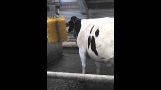 Happy holstein cow playing with Delaval brush [upl. by Cerellia653]