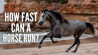 How Fast can a Horse Run [upl. by Nodyarg]