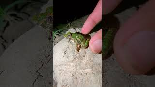 Funny voice of the last fat frog  Funny catching frogs  TEP LONGHENG FUNNY [upl. by Anelej]