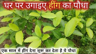 घर पर उगाओ Hing Plant  Grow Asafoetida At Home [upl. by Yrolam424]