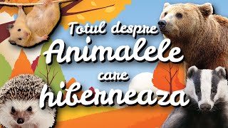 🐻 Totul despre animalele care hibernează  Povestirile Paulei🌺 [upl. by Aleil]