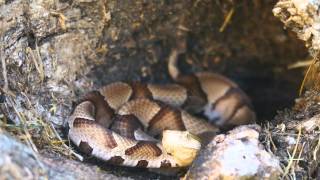 Copperhead and Dusky Pygmy Rattler by Deibler Outdoors [upl. by Tymon]