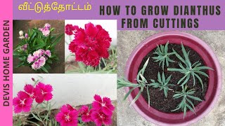 How to grow dianthus from cuttingshow to propagate dianthus from stem cuttings dianthus [upl. by Edwyna389]