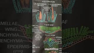 Morphology of Polytrichumpolytrichumsaprophytebryophytes [upl. by Schick]