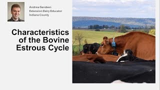 Characteristics of the Bovine Estrous Cycle [upl. by Banwell]