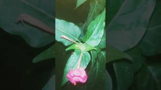 4 oclock mirabilisgule abbas plant beautiful flower plant plant lovers trendingshorts [upl. by Anide]