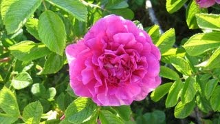 How To Grow Roses From Cuttings Fast and Easy [upl. by London]