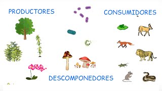 TIPOS DE NUTRICIÓN Productores Consumidores y Descomponedores  BiologíayEcología [upl. by Ennairol]