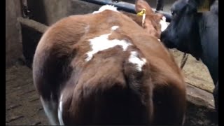 Release of Gas Tympany Bloat in Cow BovineDoctor [upl. by Margery]