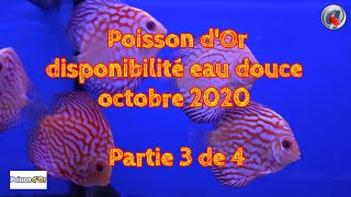 Poisson dOr disponibilité eau douce octobre 2020 Partie 3 de 4 [upl. by Atteiluj]