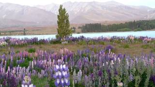 Lake Tekapo in Summer [upl. by Atoiyanap]