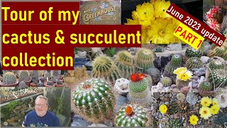 Tour of my Cactus amp Succulent Plant Collection June 23 PART 1 cacti cactuscollection cactus [upl. by Nailimixam]