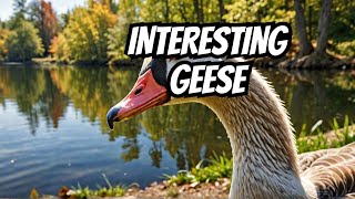 Why Geese Are More Interesting Than You Think [upl. by Acirne]