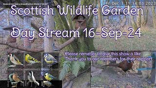 Day Stream September 16th 2024  Bird Feeders Wildlife Cameras Scotland UK from SWG [upl. by Odracir]