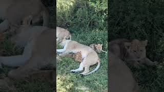 Only in Kenya Lionesses Raising Cubs Together—Book Now to See adventureawaits safarisightings [upl. by Ire]