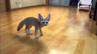 fennec fox playing fetch [upl. by Ennayelhsa]