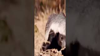 🦡Pequeño pero Feroz Defensor de la Naturaleza🌿animales animals curiosidades fauna tejón [upl. by Amoakuh930]