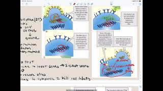 Immunology secondary immunodeficiency [upl. by Chastity158]