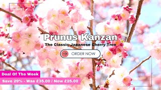 Prunus Kanzan  The Classic Japanese Cherry Tree [upl. by Cozza]