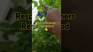 Respect farmers farming farmer agriculture villagelife youtubeshorts food nature musicgenre [upl. by Shellans]