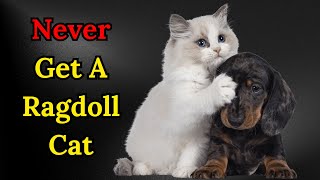 10 Reasons Why You SHOULD NOT Own A Ragdoll Cat [upl. by Mohsen378]